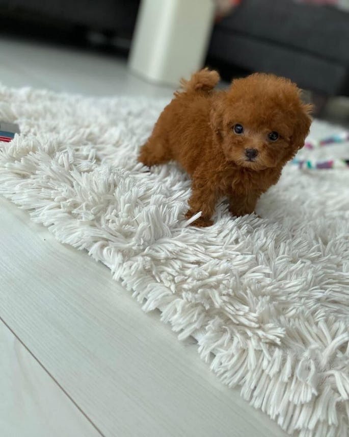 Toy Poodle Puppy